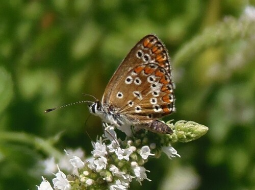 Brown Argus