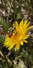 Clanoptilus heliophilus