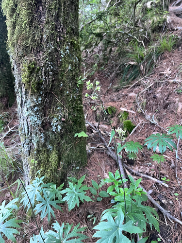 Syneilesis subglabrata, photograph 3