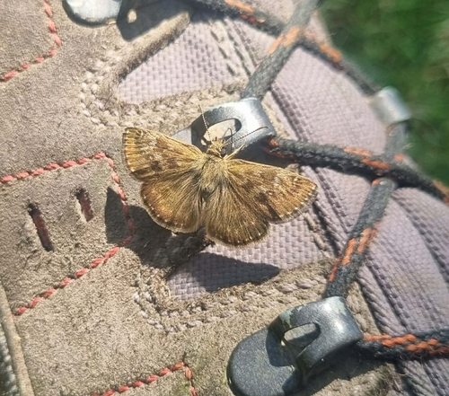 Dingy Skipper