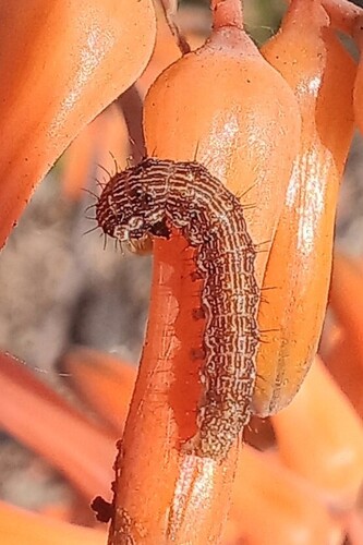 Cotton Bollworm Moth