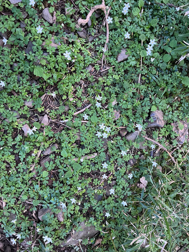 Ellisiophyllum pinnatum, photograph 1