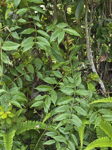 Coptosapelta diffusa