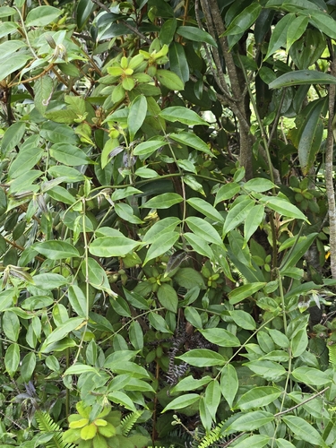 Coptosapelta diffusa, photograph 2