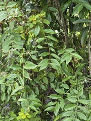 Coptosapelta diffusa, photograph (c) 賴碧珠, some rights reserved (CC BY)