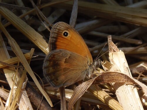 Small Heath