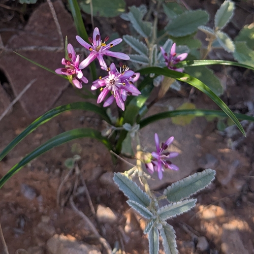 Wurmbea australis (Wurmbea australis)