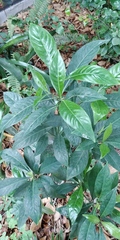 Psychotria ligustrifolia