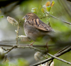 Passer domesticus