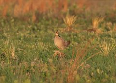 Tympanuchus pallidicinctus