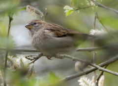 Passer domesticus