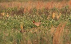 Tympanuchus pallidicinctus