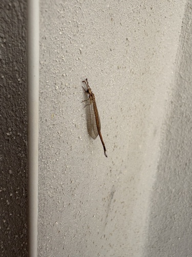 Macronemurus appendiculatus