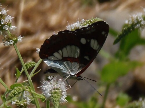 Southern White Admiral