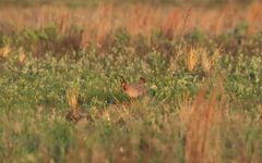 Tympanuchus pallidicinctus