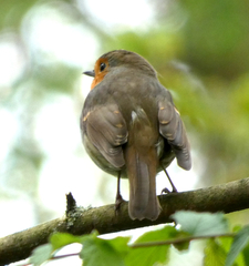 Erithacus rubecula