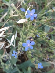 Anchusa azurea, photograph (c) Gonzalo Ganda Álvarez, some rights reserved (CC BY)