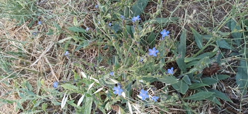 Anchusa azurea, photograph 6