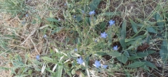 Anchusa azurea, photograph (c) Gonzalo Ganda Álvarez, some rights reserved (CC BY)