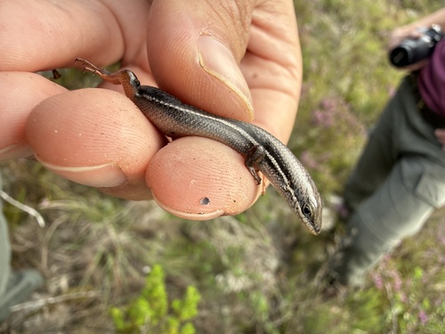 Red-sided Skink