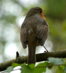 Erithacus rubecula