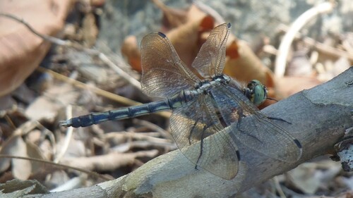 White-tailed Skimmer