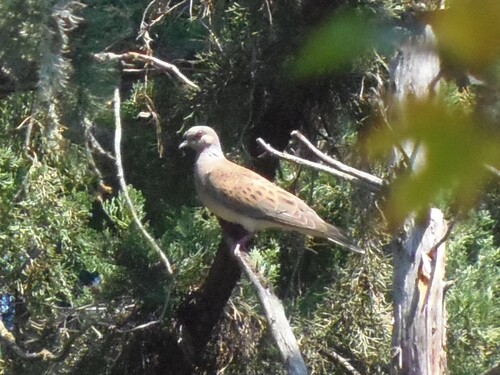 European Turtle-Dove