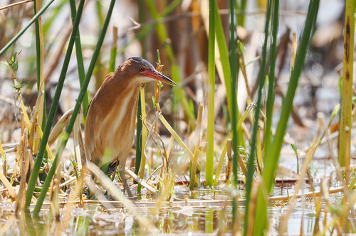 Little Bittern