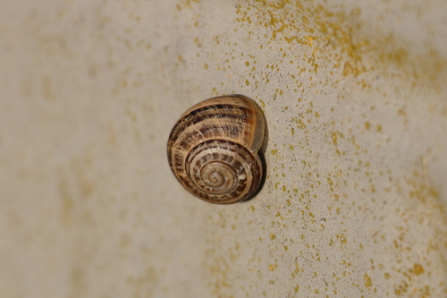 Chocolate-band Snail