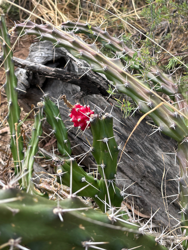 Moon Cactus