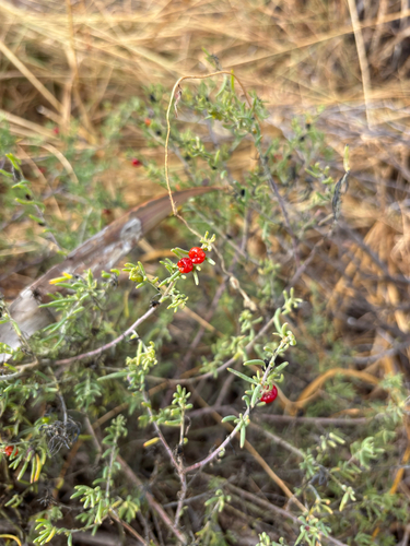 ruby saltbush