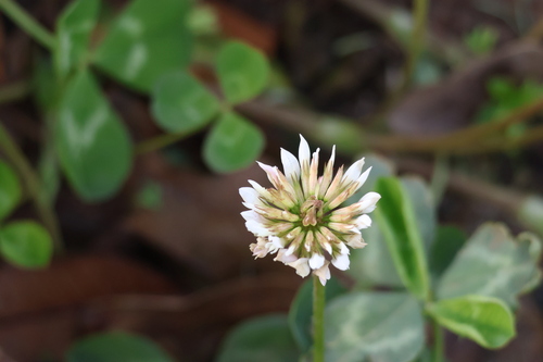 white clover
