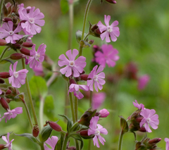 Silene dioica
