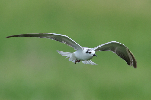iNaturalist image