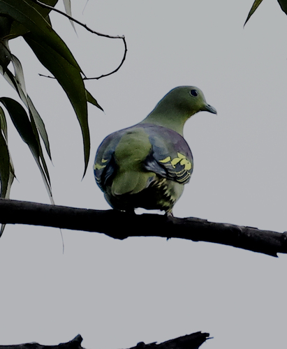 Grey-fronted Green Pigeon (Treron affinis), photo 4
