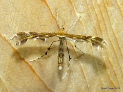 Dejongia lobidactylus