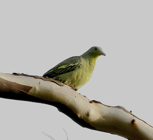 Grey-fronted Green Pigeon (Treron affinis), photo 5