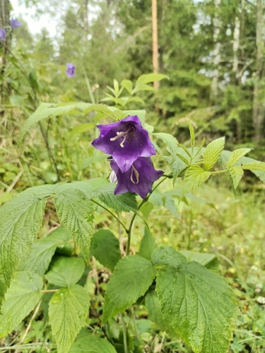 Peach-leaved Bellflower