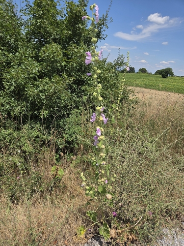Pale Hollyhock