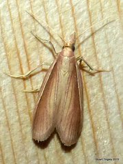 Peoria gematella