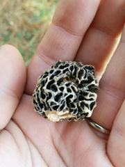 Morchella