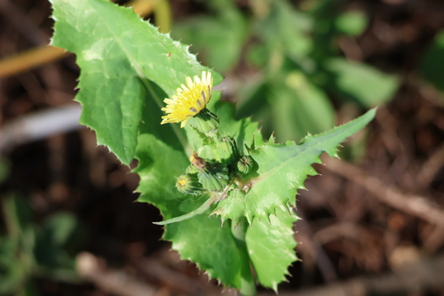 Common Sow-thistle
