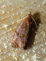 Olethreutes submissanum