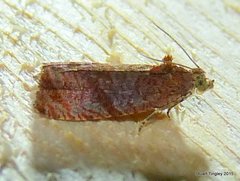 Olethreutes submissanum