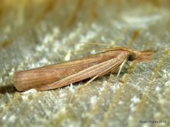 Peoria gematella