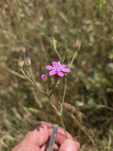 Knautia orientalis