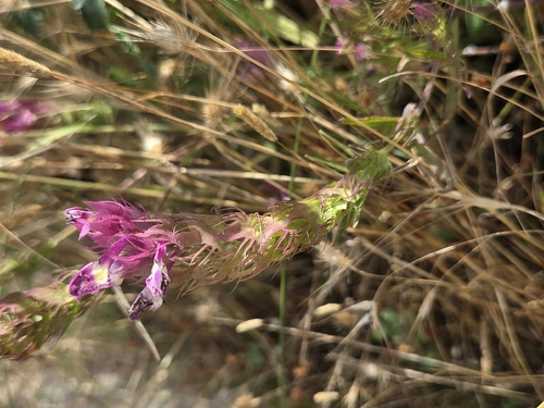 Field Cow-wheat
