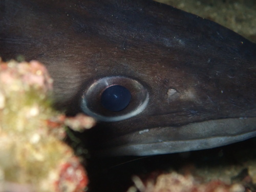 Conger eel