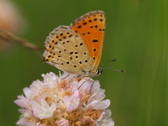 Lycaena bleusei