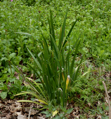 Iris foetidissima